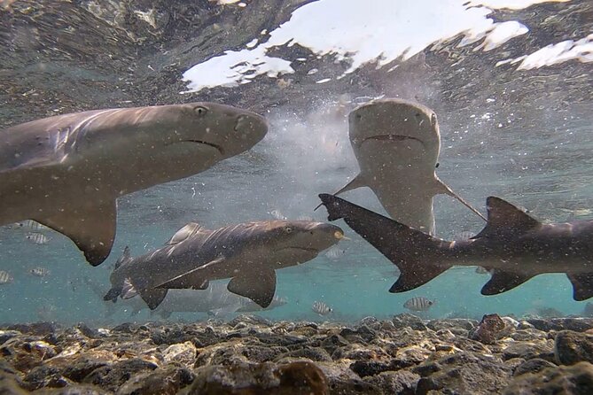 Sal Island: Shark Bay Shark Watching Experience from Santa Maria - What the Shark Encounter Feels Like