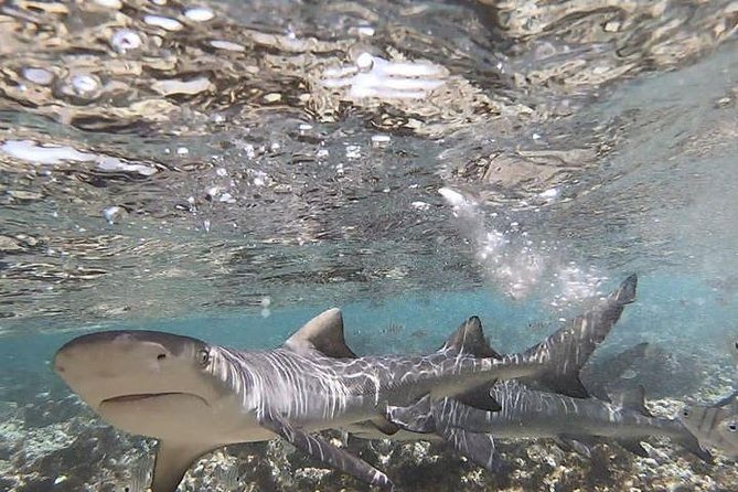 Sal Island: Shark Bay Shark Watching Experience from Santa Maria - A Simple Two-Hour Schedule From Santa Maria