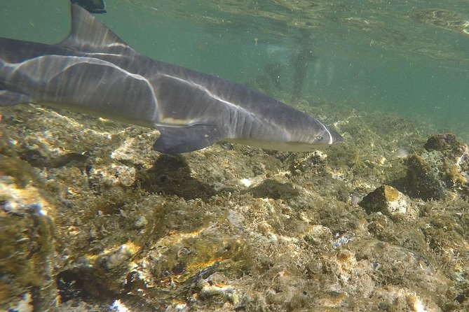 Sal Island: Shark Bay Shark Watching Experience from Santa Maria - Is $34.89 a Fair Price?
