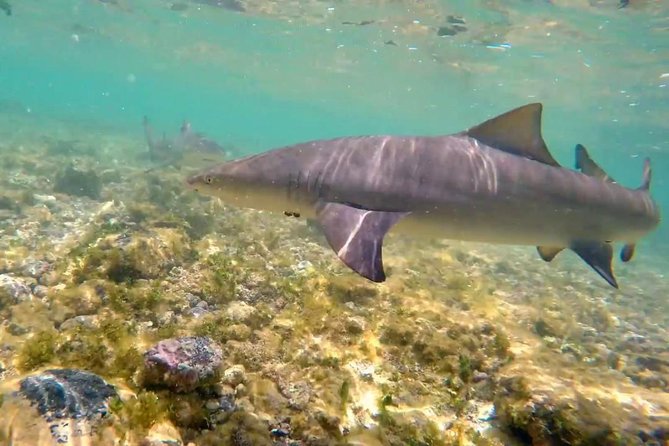 Sal Island: Shark Bay Shark Watching Experience from Santa Maria - Who Should Book This Experience?