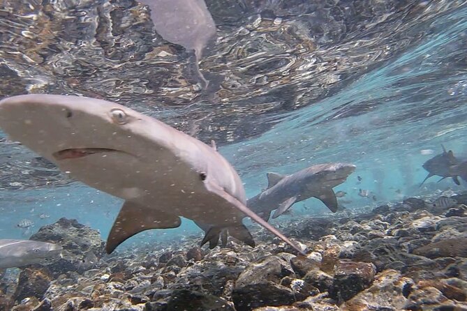 Sal Island: Shark Bay Shark Watching Experience from Santa Maria - Why the Rocky Seabed Makes Water Shoes Essential
