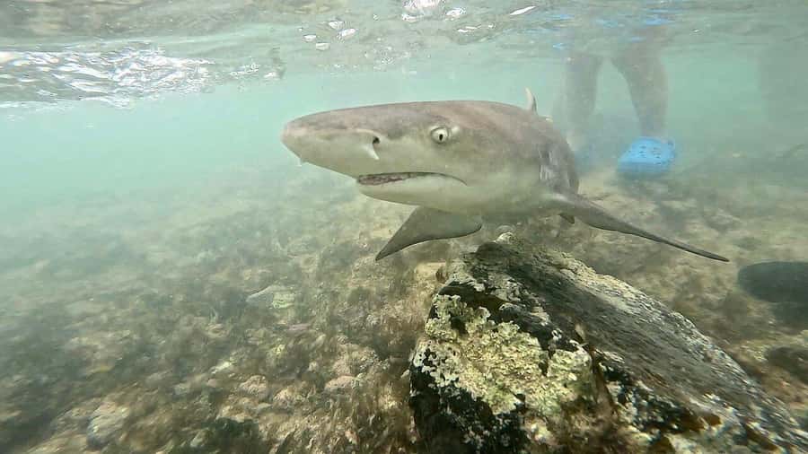 Sal Island tour: Blue Eye, Salt Lake, Sharks w/ Local Guide - Terra Boa’s mirage is a simple natural trick