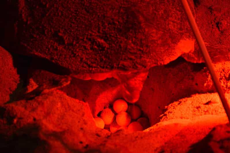 Sal Island: Turtle Watching Experience - Meeting Sal’s loggerhead turtles after sunset