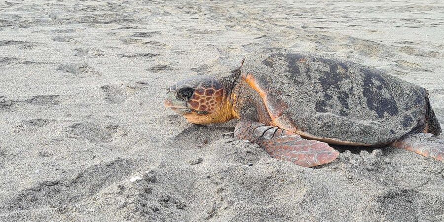 Sal Island: Turtle Watching Experience - How the turtle encounter works
