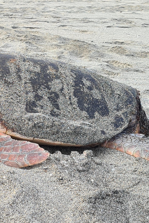 Sal Island: Turtle Watching Experience - Why the small group matters