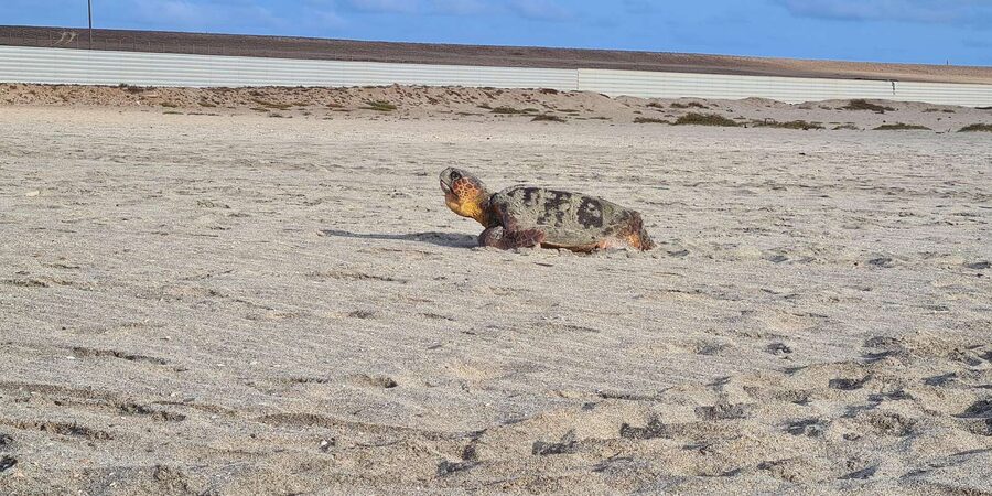 Sal Island: Turtle Watching Experience - What to wear and bring