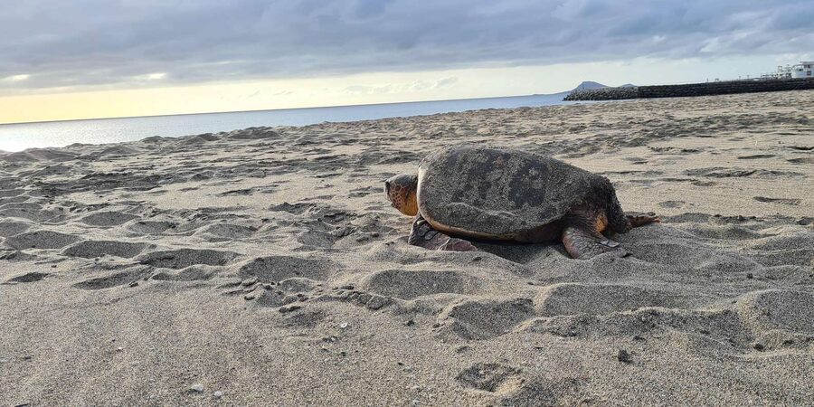 Sal Island: Turtle Watching Experience - Booking, cancellation, and planning details