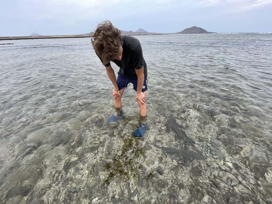 Sal: Lemon Shark Bay and Pedra de Lume Salt Lakes Tour - Meeting baby lemon sharks at Lemon Shark Bay