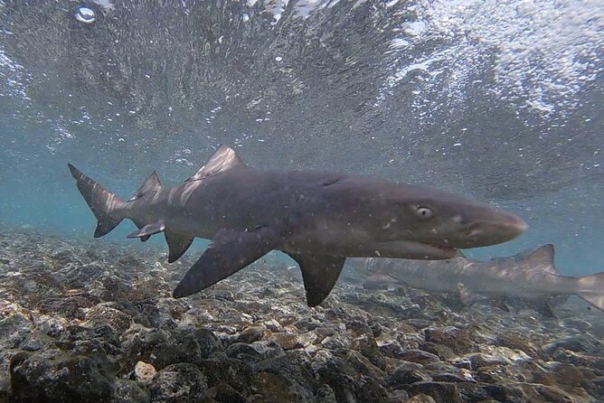 Sal Private Tour: All inclusive Salt Lake, Blue eye and Shark Bay - Seeing the Blue Eye at Buracona