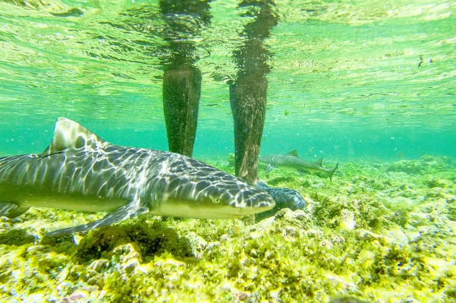 Sal: Small Group Island Tour & Lunch with a Local Family - Palmeira brings in fishing, music, and local shopping