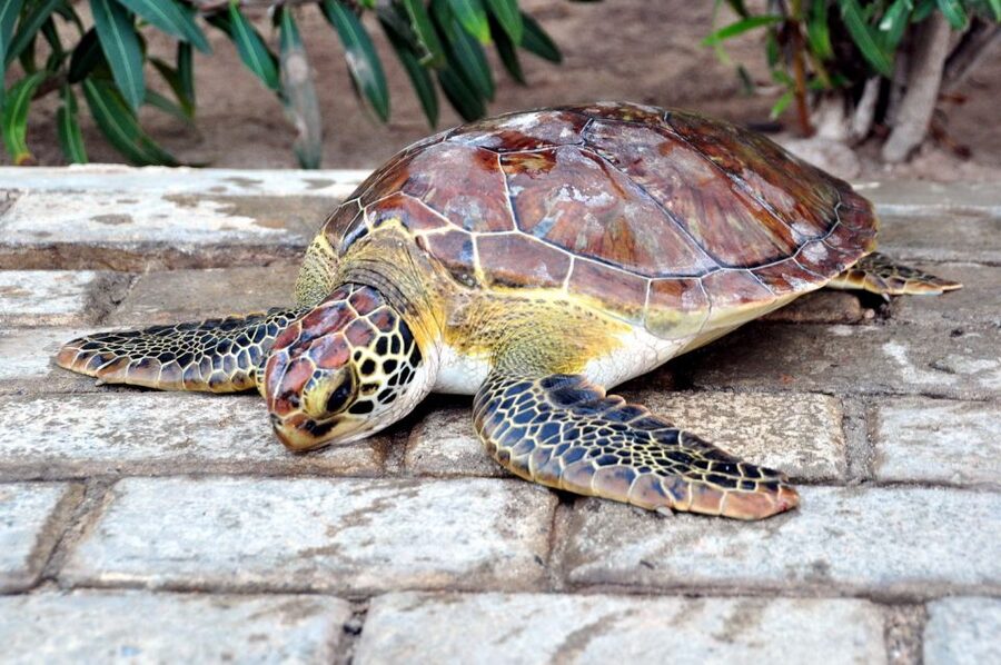 Sal: Turtle Nesting with professional local guide - The egg-laying and return to sea