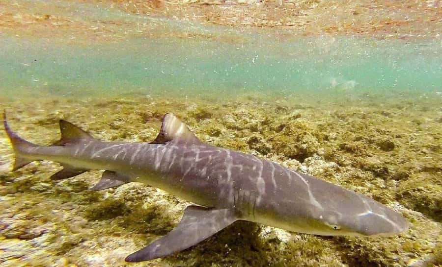 Salt Pans & Lemon Sharks Experience - Why this short Sal tour works so well