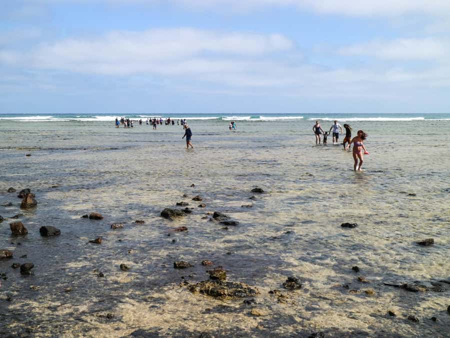 Salt Pans & Lemon Sharks Experience - Meeting the lemon sharks at Shark Bay