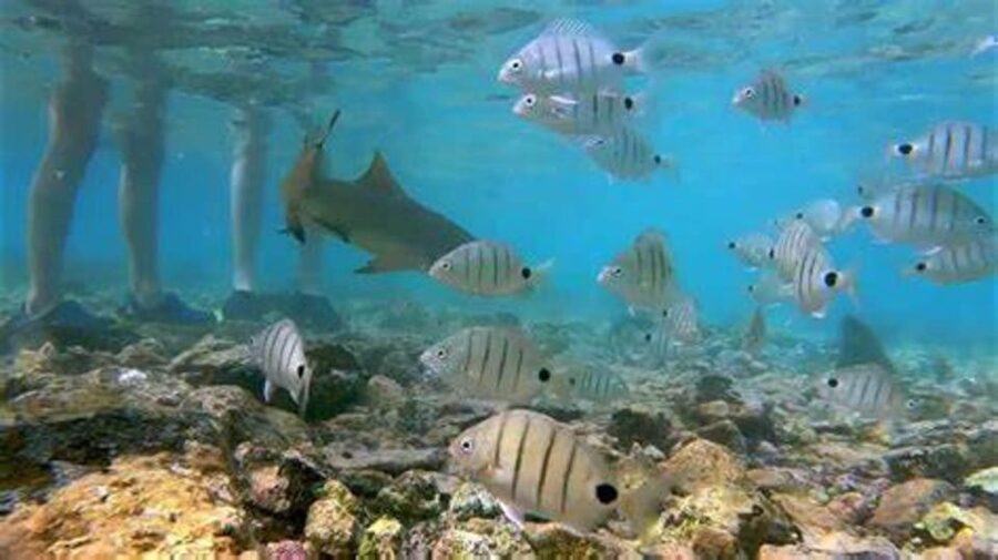 Salt Pans & Lemon Sharks Experience - What makes the lemon shark encounter special