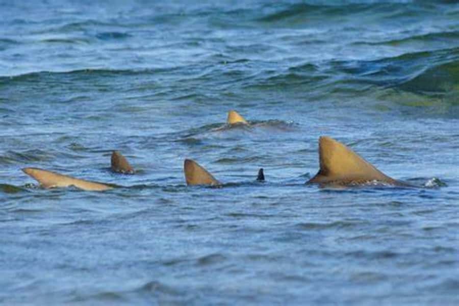 Salt Pans & Lemon Sharks Experience - Pedra de Lume and the old salt pans
