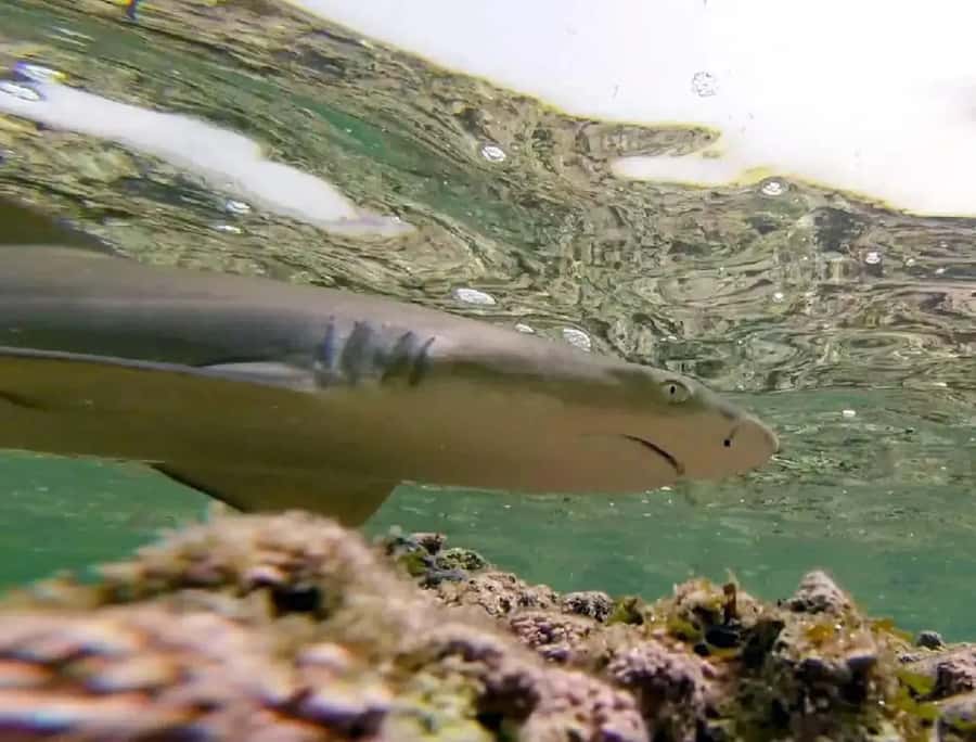 Salt Pans & Lemon Sharks Experience - Price, private touring, and overall value