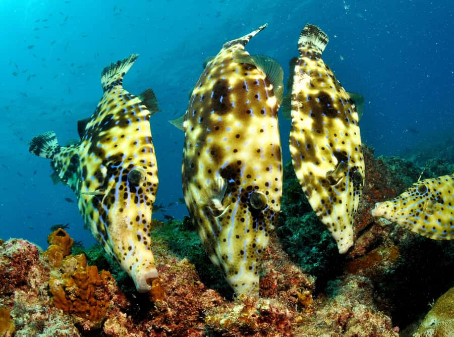 Santa Maria: Discover Scuba Diving - From first lesson to first ocean session