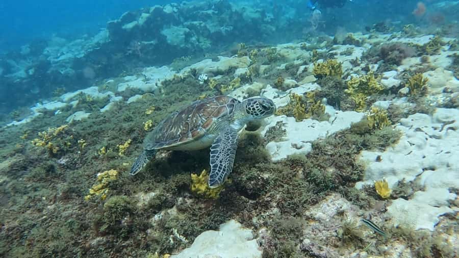 Santa Maria: Guided Snorkeling and Reef Tour - Turtles, rays, fish, and the luck of the sea