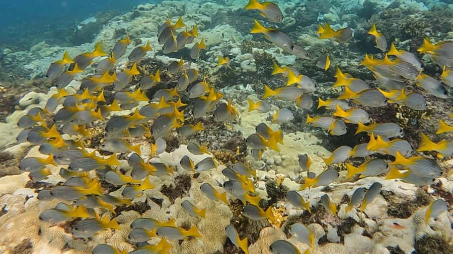 Santa Maria: Guided Snorkeling and Reef Tour - How difficult is the swimming?