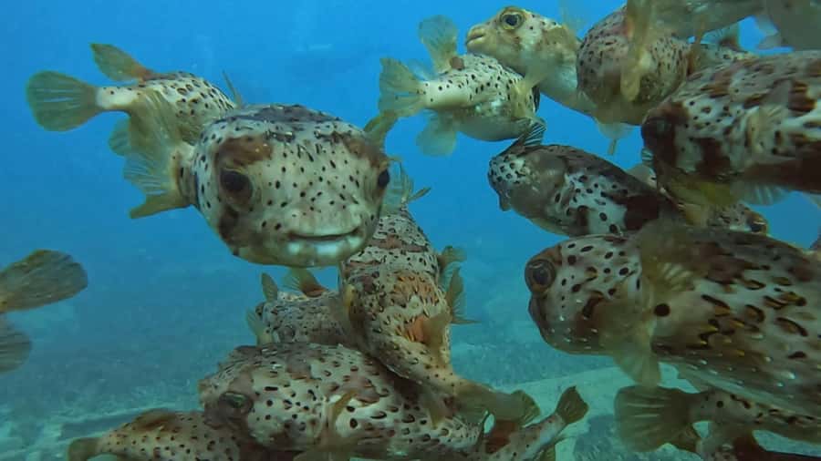 Santa Maria: Guided Snorkeling and Reef Tour - Safety, equipment, and guide support