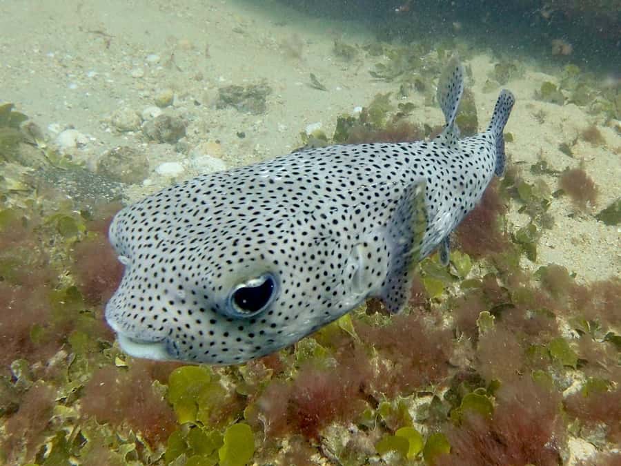 Santa Maria: Guided Snorkeling and Reef Tour - How the two hours usually unfold