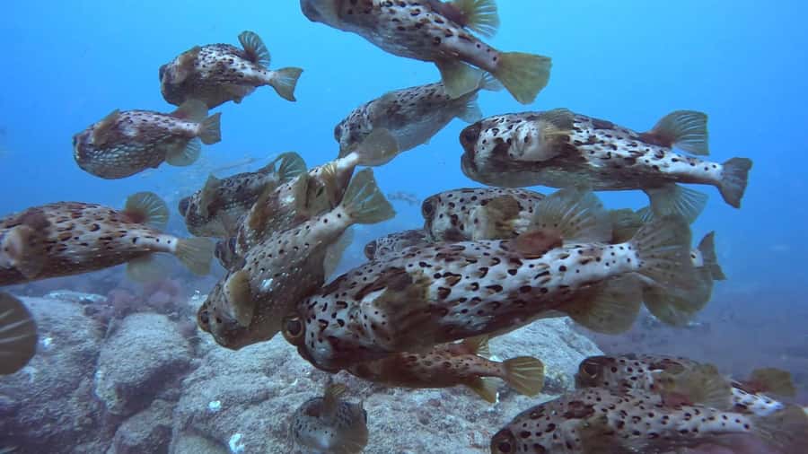 Santa Maria: Guided Snorkeling and Reef Tour - Practical details before you reserve