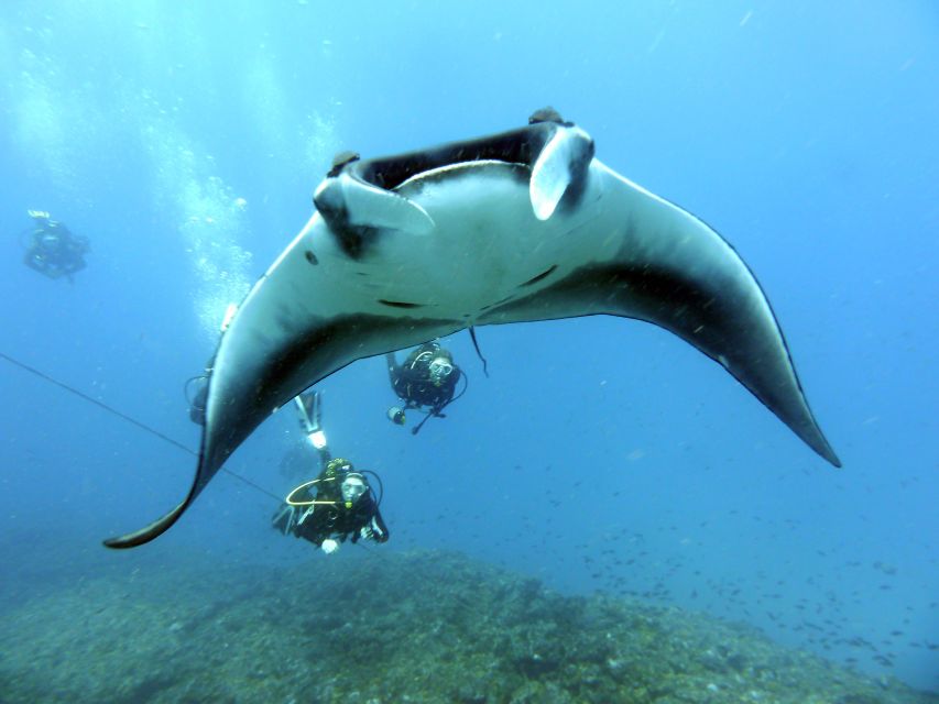 Santa Maria: Half-Day Diving Trip in Sal with Pickup - Who Should Book This Morning