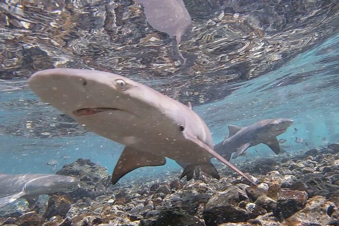 Santa Maria, Sal: All inclusive Salt Lake, Blue Eye and Shark Bay - Miragem and the desert water illusion