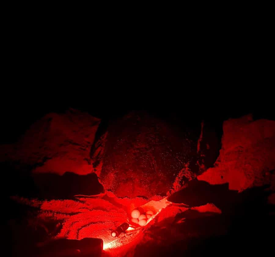 Santa Maria: Sal Island Sea Turtle Watching Experience - Why Sal is important to nesting turtles