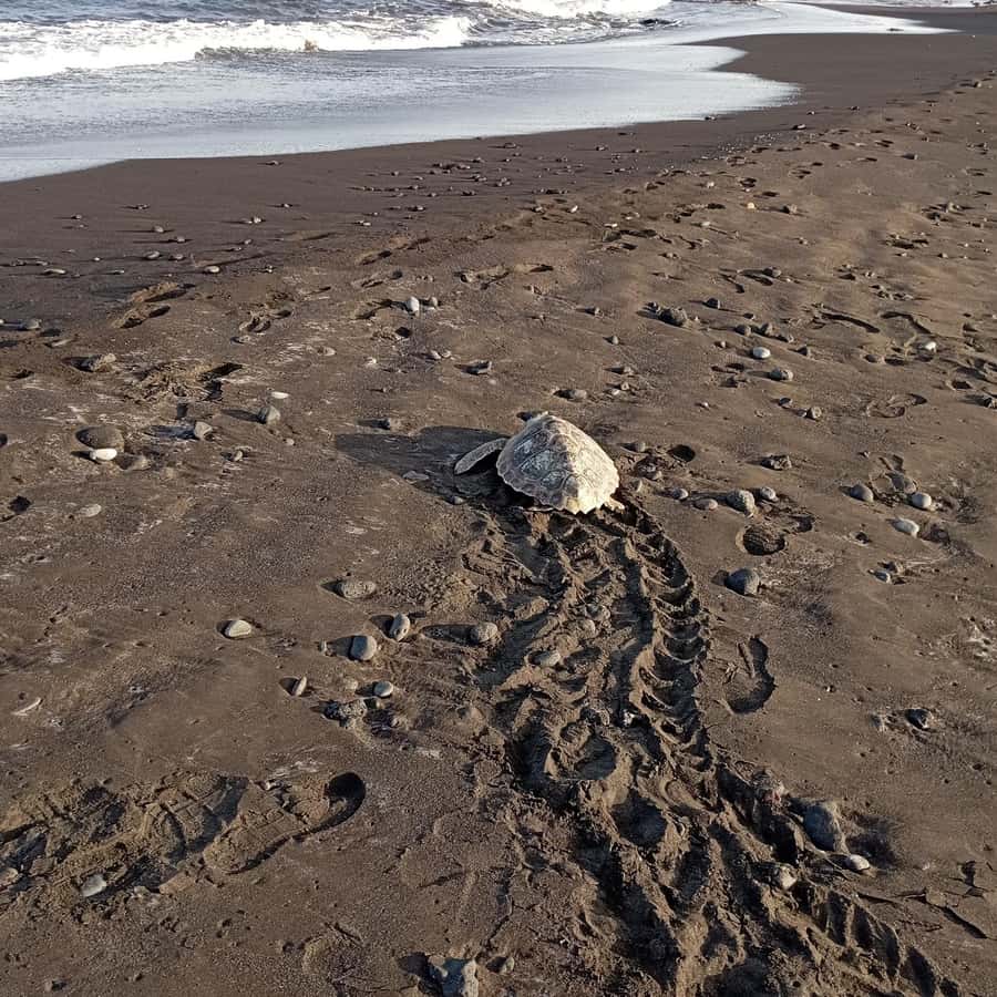 Santa Maria: Sal Island Sea Turtle Watching Experience - The first walk along the shore