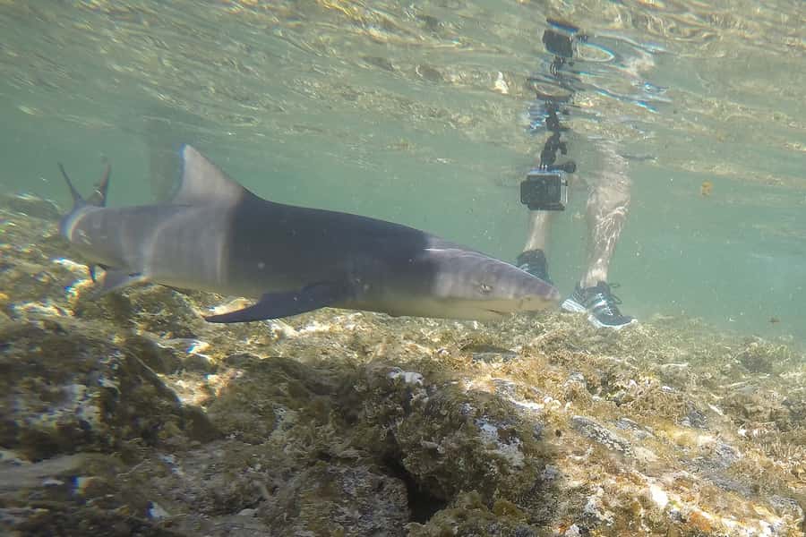 Santa Maria: Salt Mine, Natural Pool, and Shark Bay Tour - Lemon Shark Bay, the tour’s most memorable stop
