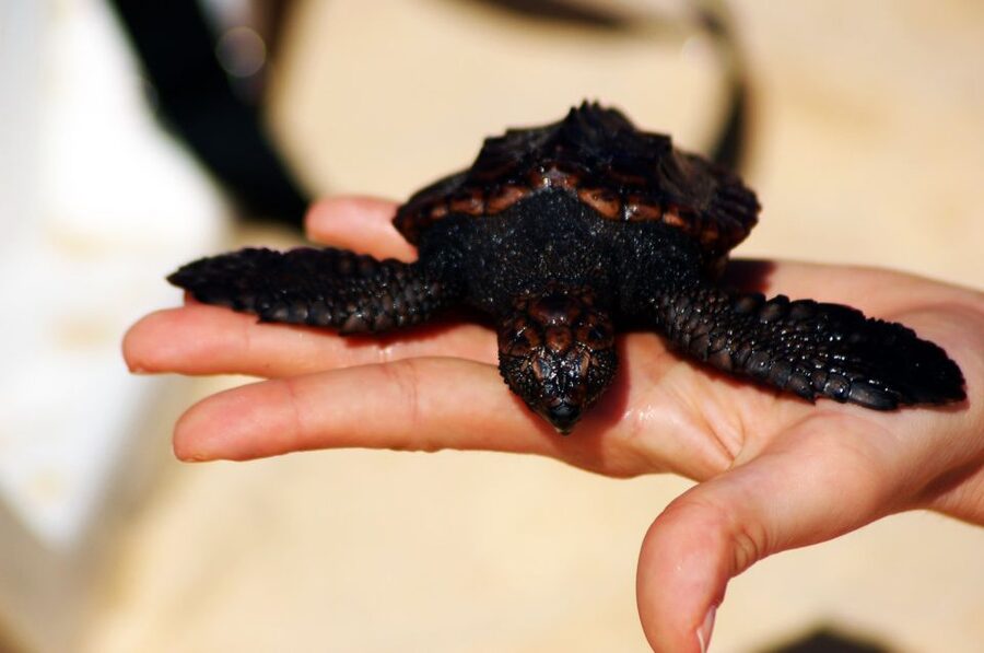 Santa Maria: Sea Turtle Watching Experience on Sal Island - What makes this Sal turtle tour special