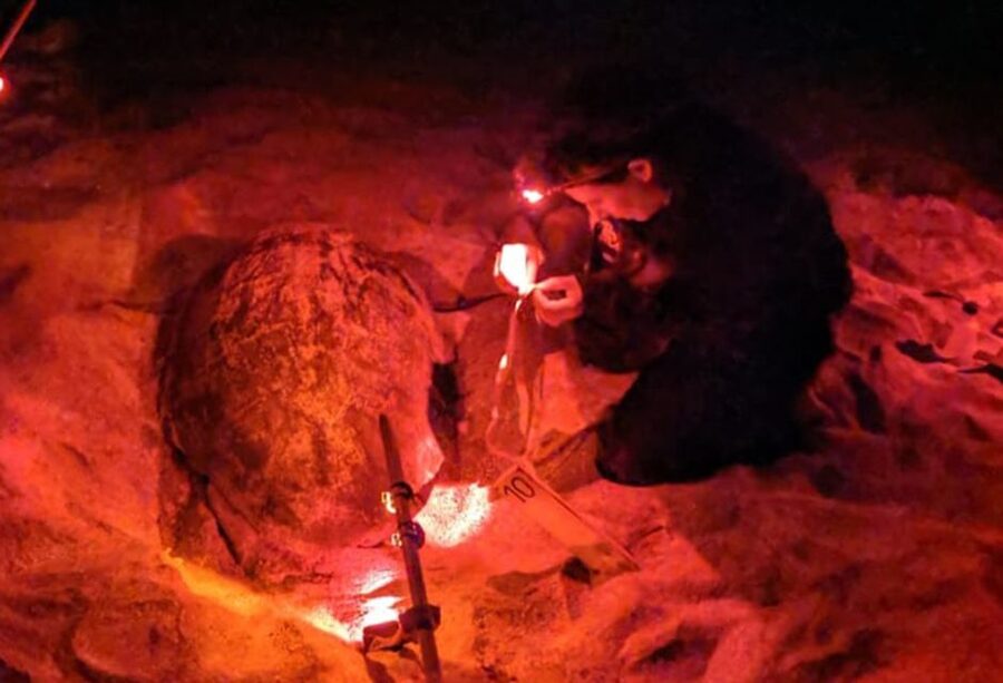Santa Maria: Sea Turtle Watching Experience on Sal Island - A night on Sal’s nesting beaches