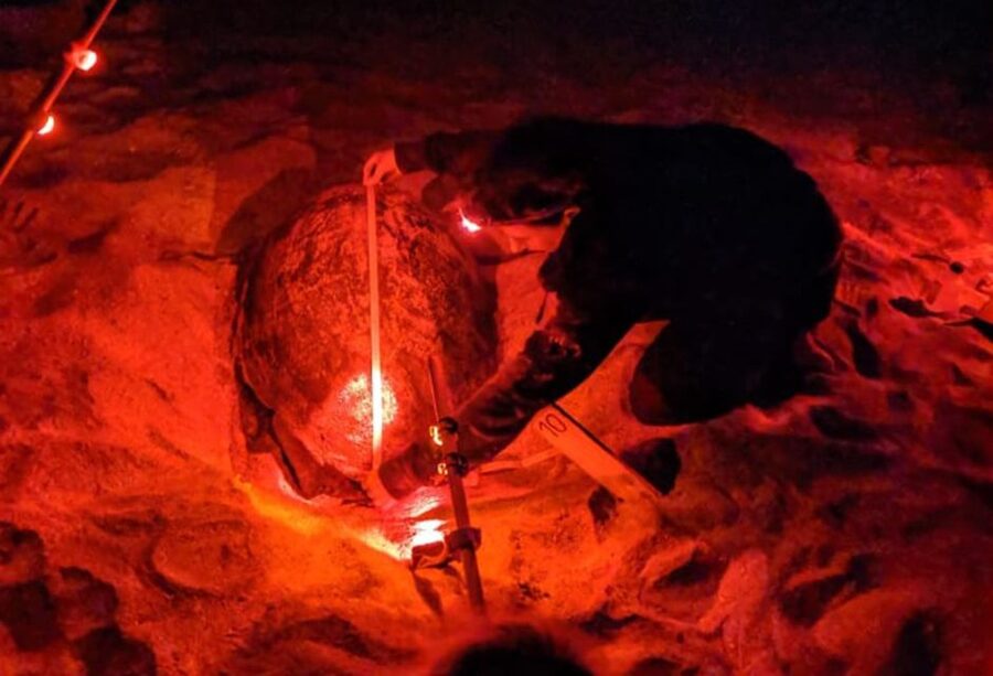 Santa Maria: Sea Turtle Watching Experience on Sal Island - Seeing the turtle without disturbing her