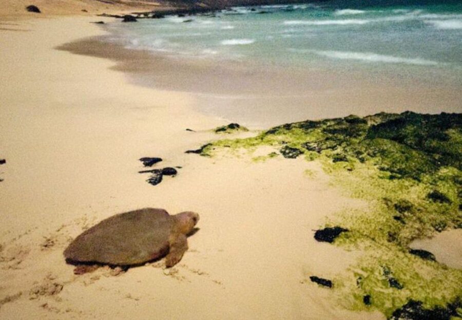 Santa Maria: Sea Turtle Watching Experience on Sal Island - Conservation rules are not decoration