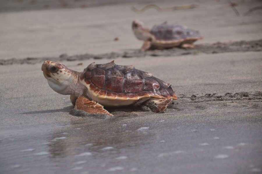 Santa Maria: Sea Turtle Watching Experience on Sal Island - Is $41 good value?