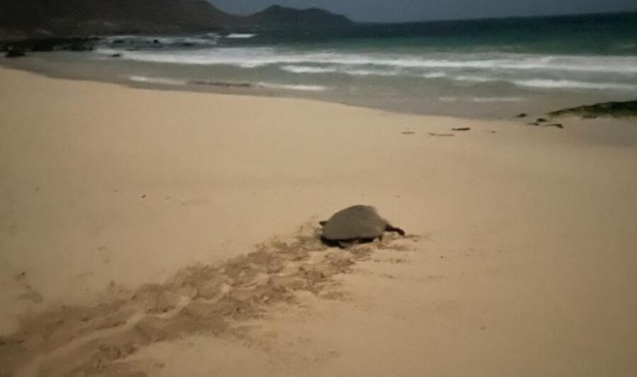 Santa Maria: Sea Turtle Watching Experience on Sal Island - Who will enjoy this most?