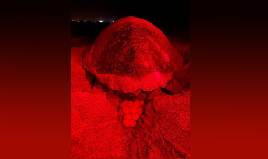 Santa Maria: Sea Turtle Watching Experience on Sal Island - Leaving Santa Maria after sunset
