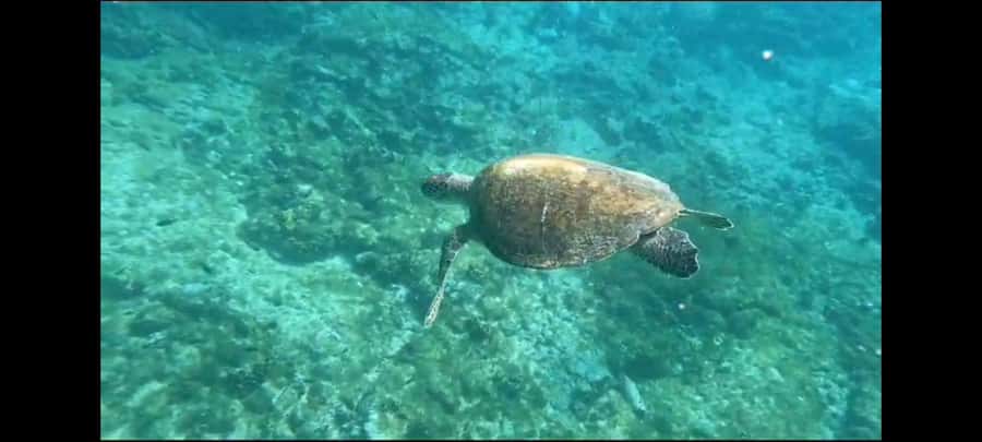 Santa Maria: Snorkeling Boat Tour - Meeting Nando at the Santa Maria pier