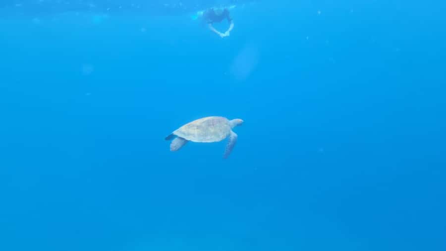 Santa Maria: Snorkeling Boat Tour - First stop: fish around the Caldeirinha shipwreck