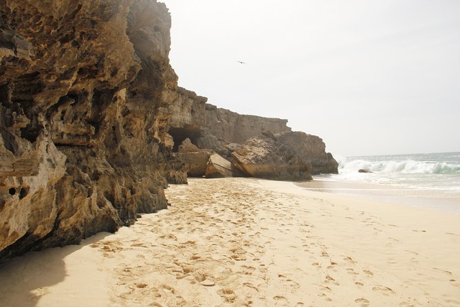 Santa Monica NO Stress Tour - Turtle and Shark Bay adds a wildlife element