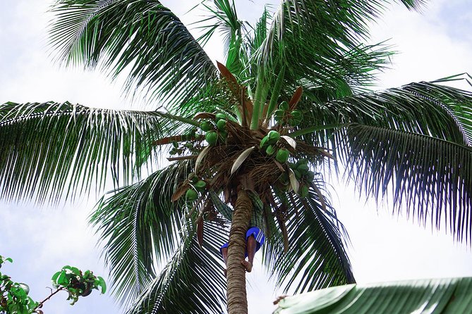 Santiago Island: Banana Plantation, Natural Park & Workshop with a local family - Why this short trip gets you beyond Praia