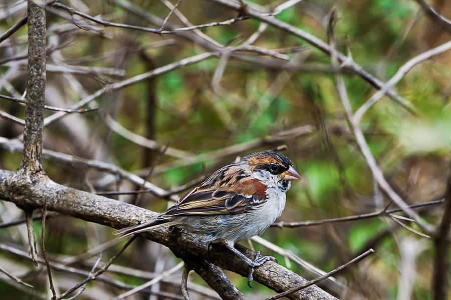 Santiago: Monte Tchota Natural Park to Pico d'Antónia Hike - What the $100 price includes