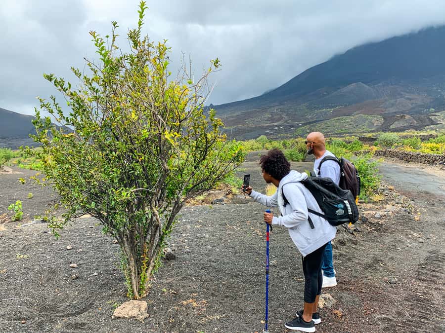 São Filipe: Fogo Volcano with Wine and Cheese Tasting - Manecon wine and fresh goat cheese