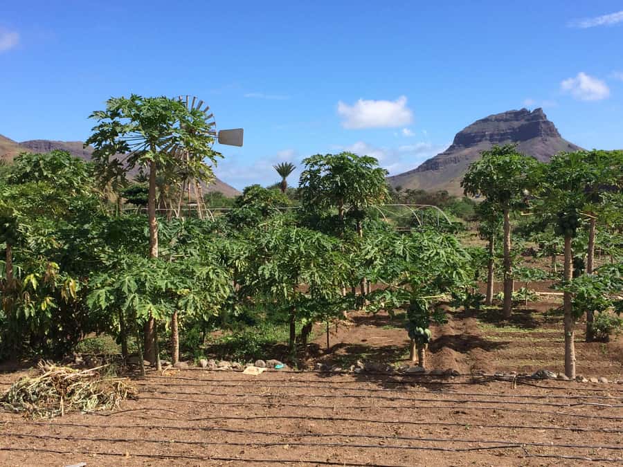 São Vicente: Half Day, Monte Verde and Villages - Salamansa offers a closer look at island life