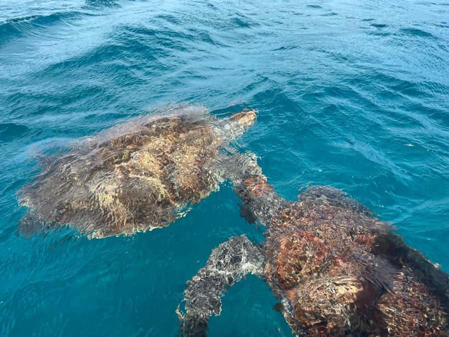 São Vicente: Snorkel with Sea Turtles Adventure - Quick facts about the São Pedro turtle trip