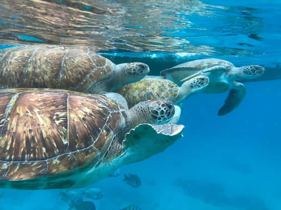 São Vicente: Snorkel with Sea Turtles Adventure - The guide support makes the difference