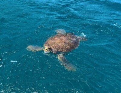 São Vicente: Snorkel with Sea Turtles Adventure