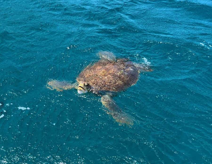 São Vicente: Snorkel with Sea Turtles Adventure - What the water time feels like