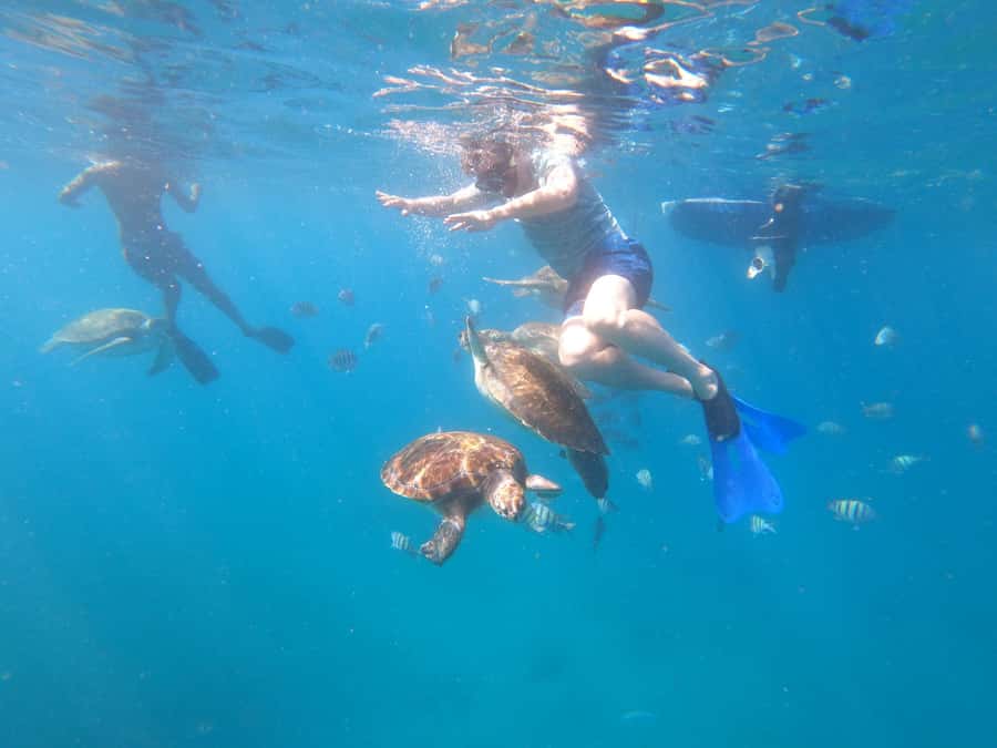 São Vicente: Snorkeling with Turtles Breathtaking Experience - Key points to know before booking